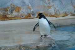 Пингвинчег